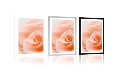 POSTER WITH MOUNT ROSE IN A PEACH SHADE - FLOWERS - POSTERS