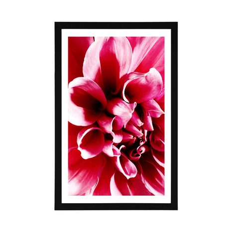 POSTER WITH MOUNT PINK FLOWER - FLOWERS - POSTERS