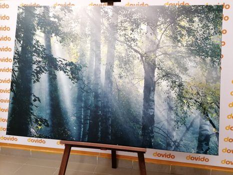 SLIKA SONČNI ŽARKI V MEGLENEM GOZDU - SLIKE NARAVE IN POKRAJINE - SLIKE