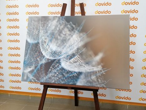 OBRAZ MAKRO PAMPELIŠKA NA POZADÍ - OBRAZY KVĚTŮ - OBRAZY