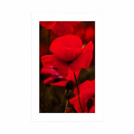 PLAKAT S PASPARTUOM POLJE MAKOVA TURČINJAKA - CVIJEĆE - PLAKATI