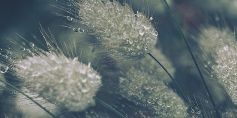 КАРТИНА НА ПЛАТНО – КАПКИ РОСА НА ТРЕВА - КАРТИНИ НА ПРИРОДАТА И ПЕЙЗАЖИ - КАРТИНИ