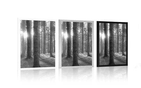 PLAGÁT SLNEČNÉ RÁNO V LESE V ČIERNOBIELOM PREVEDENÍ - ČIERNOBIELE - PLAGÁTY