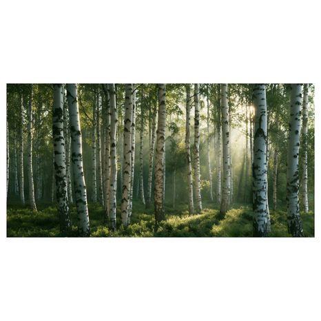 CANVASTAVLA SOLSTRÅLAR MELLAN BJÖRKAR - TAVLOR MED SKOG - TAVLOR