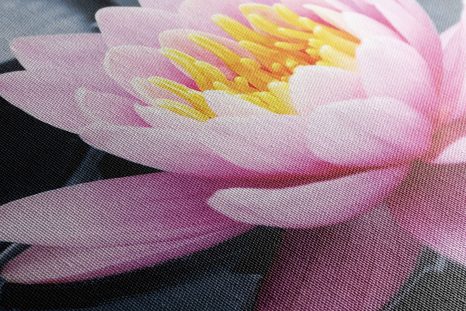 WANDBILD LOTOSBLÜTE IM SEE - BILDER BLUMEN - BILDER