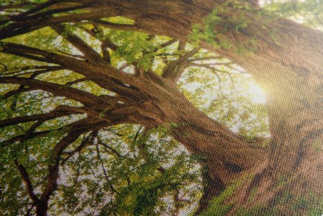 WANDBILD MAJESTÄTISCHE BÄUME - BILDER - 🔥 TOTALAUSVERKAUF