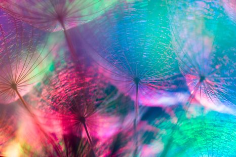 SAMOLEPÍCÍ TAPETA PAMPELIŠKA V PASTELOVÝCH BARVÁCH - SAMOLEPÍCÍ TAPETY - TAPETY