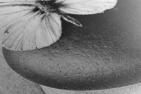 QUADRO SU TELA – PIETRA ZEN CON FARFALLA IN BIANCO E NERO - QUADRI BIANCO E NERO - STAMPE E QUADRI