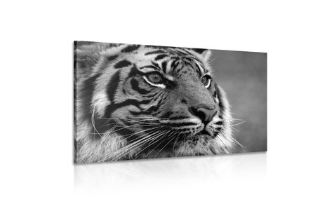 WANDBILD BENGAL-TIGER IN SCHWARZ-WEISS - SCHWARZ-WEISSE BILDER - BILDER