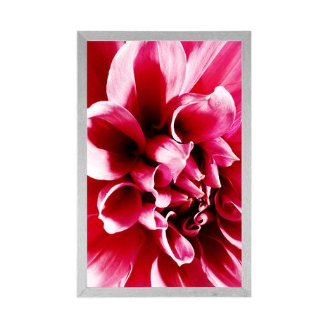 PLAKÁT RŮŽOVÝ KVĚT - KVĚTINY - PLAKÁTY