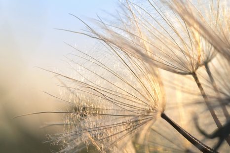 ΕΙΚΌΝΑ ΜΙΑΣ ΠΙΚΡΑΛΊΔΑΣ ΣΕ ΈΝΑ ΧΩΡΆΦΙ ΤΗΝ ΑΝΑΤΟΛΉ ΤΟΥ ΗΛΊΟΥ - ΠΊΝΑΚΕΣ ΑΠΌ ΛΟΥΛΟΎΔΙΑ - ΠΊΝΑΚΕΣ