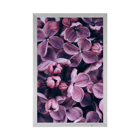 PLAKÁT FIALOVÉ KVĚTY ŠEŘÍKU - KVĚTINY - PLAKÁTY