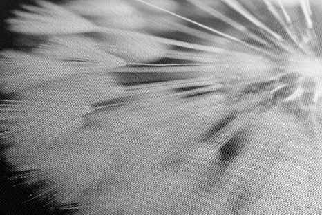 OBRAZ PAMPELIŠKA V ČERNOBÍLÉM PROVEDENÍ - ČERNOBÍLÉ OBRAZY - OBRAZY