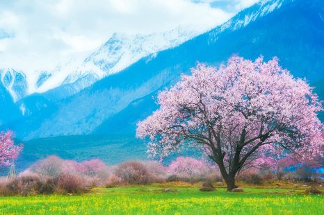 OBRAZ MAGICZNE DRZEWO W ŚRODKU GÓR - OBRAZY PRZYRODY I KRAJOBRAZY - OBRAZY