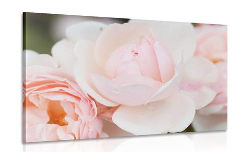 CANVAS PRINT FULL OF ROSES - PICTURES FLOWERS - PICTURES