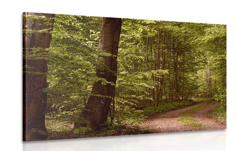 CANVAS PRINT GREEN FOREST - PICTURES OF NATURE AND LANDSCAPE - PICTURES