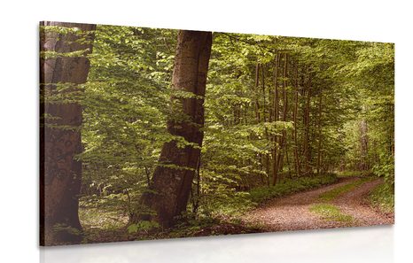 WANDBILD GRÜNER WALD - BILDER VON NATUR UND LANDSCHAFT - BILDER