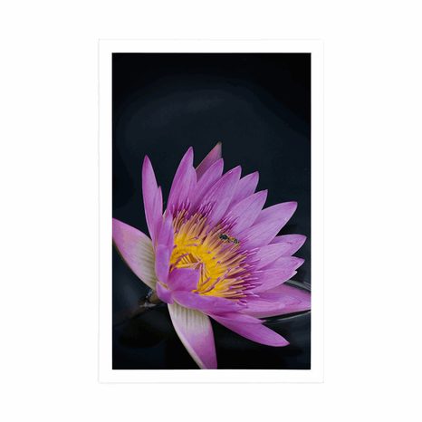 PLAKÁT LUČNÍ KVĚT - KVĚTINY - PLAKÁTY