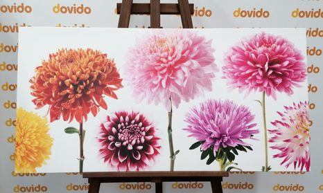 OBRAZ KVĚTINY JIŘINY V ROZMANITÉM DESIGNU - OBRAZY KVĚTŮ - OBRAZY