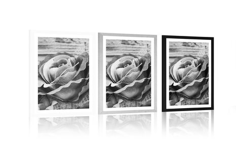 POSTER – ROSA VINTAGE ELEGANTE IN BIANCO E NERO - NERO E BIANCO - POSTER