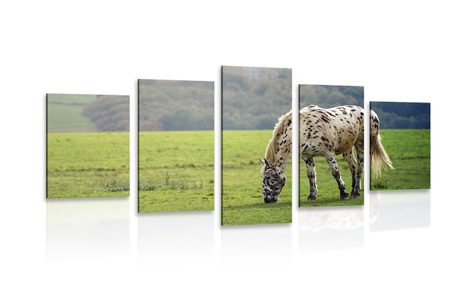 5-PIECE CANVAS PRINT HORSE ON A MEADOW