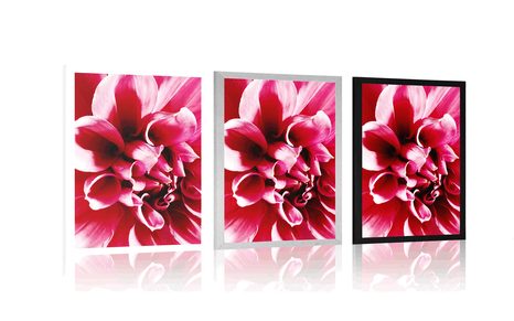 PLAKÁT RŮŽOVÝ KVĚT - KVĚTINY - PLAKÁTY