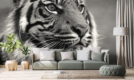 SELBSTKLEBENDE FOTOTAPETE BENGALISCHER TIGER IN SCHWARZ-WEISS - SELBSTKLEBENDE TAPETEN - TAPETEN