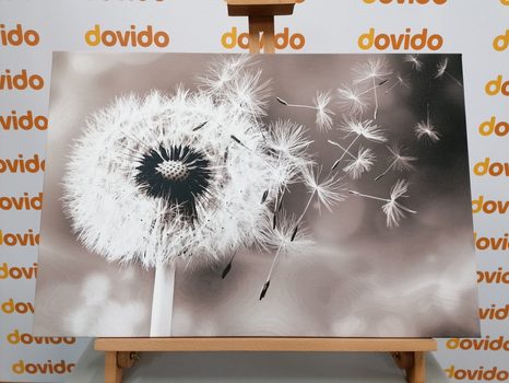 WANDBILD BEZAUBERNDER LÖWENZAHN IN SCHWARZ-WEISS - SCHWARZ-WEISSE BILDER - BILDER