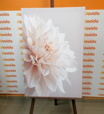 WANDBILD WEISSE BLÜTENBLÄTTER - BILDER BLUMEN - BILDER