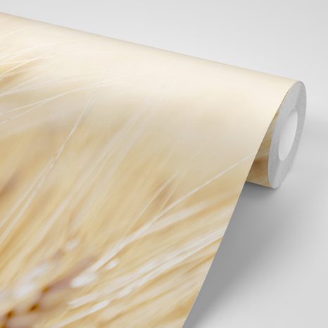 CARTA DA PARATI – CAMPO DI GRANO - CARTA DA PARATI NATURA - CARTA DA PARATI