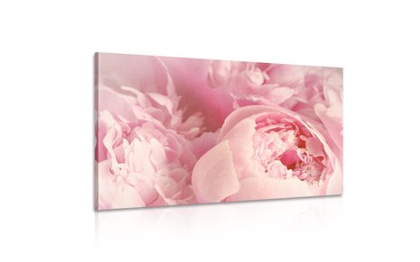 OBRAZ LUPÍNKY KVĚTU - OBRAZY KVĚTŮ - OBRAZY