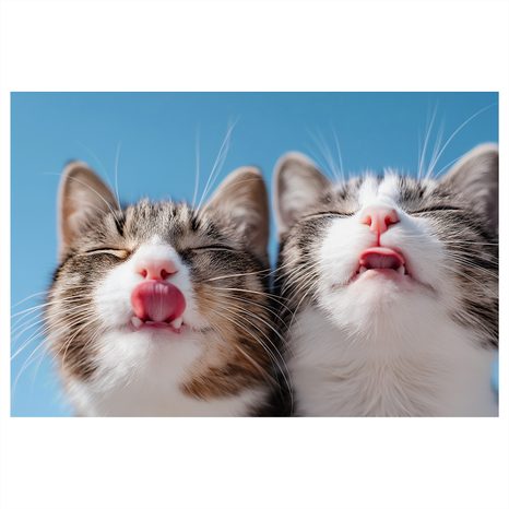 OBRAZ HRAVÉ KOČKY NA MODRÉM POZADÍ - OBRAZY KOČKY - OBRAZY