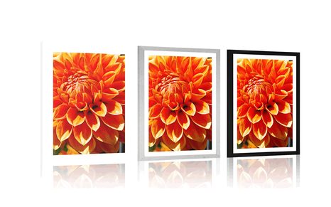 PLAKAT S PASPARTUOM NARANČASTA DALIJA - CVIJEĆE - PLAKATI