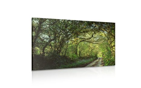 WANDBILD MÄRCHENWALD - BILDER VON NATUR UND LANDSCHAFT - BILDER