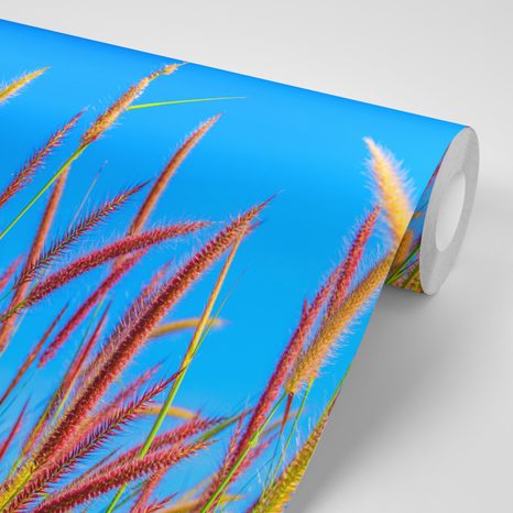 FOTOTAPETA DIVOKÁ TRÁVA POD OBLOHOU - TAPETY PŘÍRODA - TAPETY
