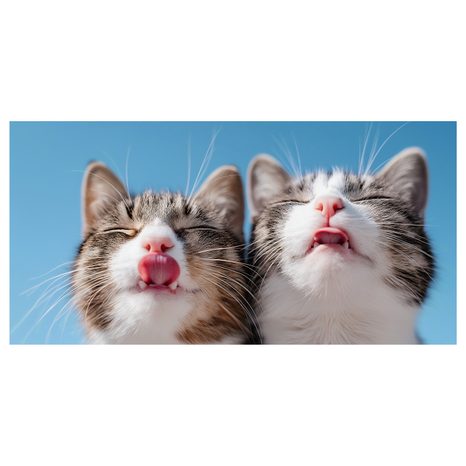 OBRAZ ROZVERNÉ KOČIČÍ DUO V DETAILU - OBRAZY KOČKY - OBRAZY