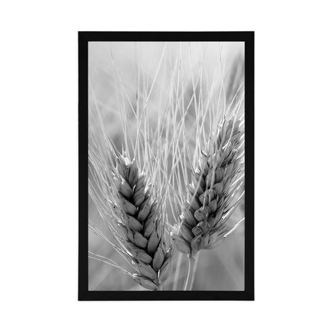 POSTER WHEAT FIELD IN BLACK AND WHITE - BLACK AND WHITE - POSTERS