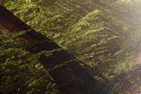 ΕΙΚΌΝΑ ΠΡΆΣΙΝΟ ΔΆΣΟΣ - ΠΊΝΑΚΕΣ ΦΎΣΗΣ ΚΑΙ ΤΟΠΊΟΥ - ΠΊΝΑΚΕΣ