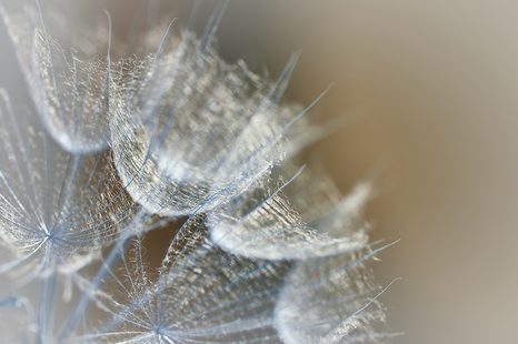 FOTOTAPETA MAKRO PAMPELIŠKA - TAPETY KVĚTINY - TAPETY