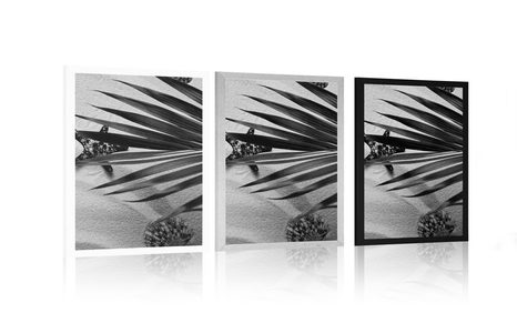 POSTER MUSCHELN UNTER PALMENBLÄTTERN IN SCHWARZ-WEISS - SCHWARZ-WEISS - POSTER