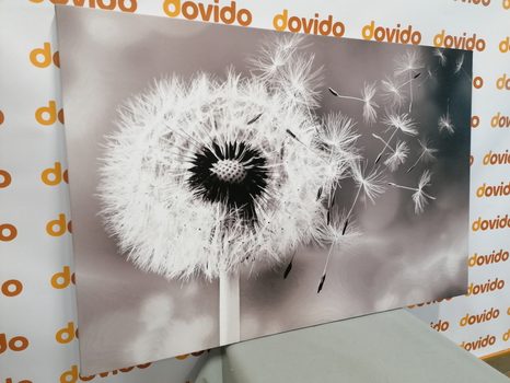 WANDBILD BEZAUBERNDER LÖWENZAHN IN SCHWARZ-WEISS - SCHWARZ-WEISSE BILDER - BILDER