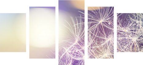 TABLOU 5-PIESE VEDERE DETALIATĂ LA PĂPĂDIE - TABLOU FLORI - TABLOURI