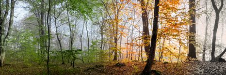 CANVAS PRINT FOUR SEASONS - PICTURES - 🔥 TOTAL SALE 🔥