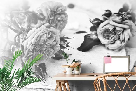 FOTOTAPETA ČERNOBÍLÉ RŮŽE V ROZKVĚTU - ČERNOBÍLÉ TAPETY - TAPETY