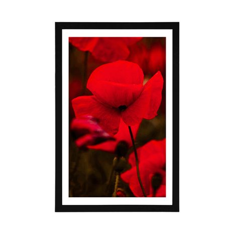 PLAKAT S PASPARTUOM POLJE MAKOVA TURČINJAKA - CVIJEĆE - PLAKATI