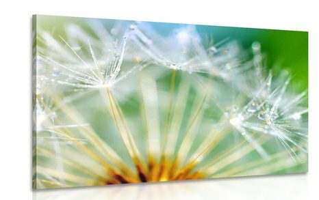 CANVAS PRINT BEAUTIFUL DETAIL OF A DANDELION - PICTURES FLOWERS - PICTURES