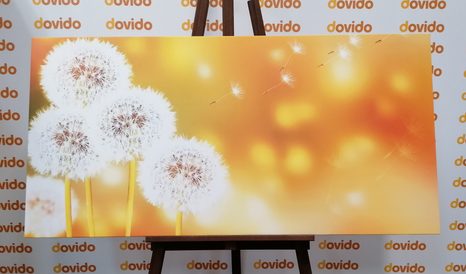 OBRAZ NADÝCHANÁ PAMPELIŠKA - OBRAZY KVĚTŮ - OBRAZY