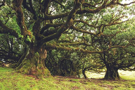 FOTOTAPETA STROMY POKRYTÉ MECHEM - TAPETY PŘÍRODA - TAPETY
