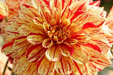 FOTOTAPETE EXOTISCHE DAHLIE - TAPETEN MIT BLUMENMOTIVEN - TAPETEN