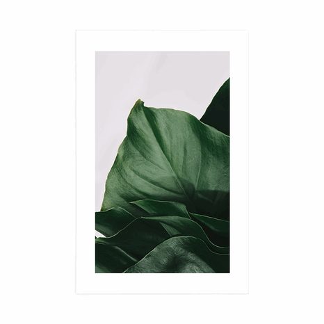 PLAKAT S PASPARTUOM OČARAVAJUĆI LIST MONSTERE - CVIJEĆE - PLAKATI